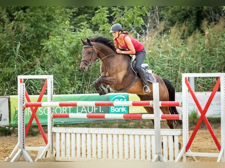 Caballo de deporte alemán Caballo castrado 11 años 167 cm Castaño in Ilsenburg