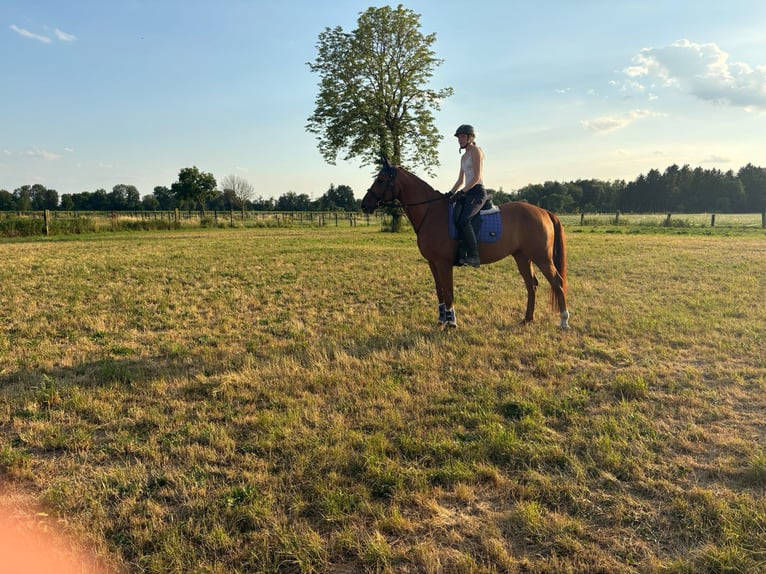 Caballo de deporte alemán Caballo castrado 11 años 168 cm Alazán in Karlsfeld