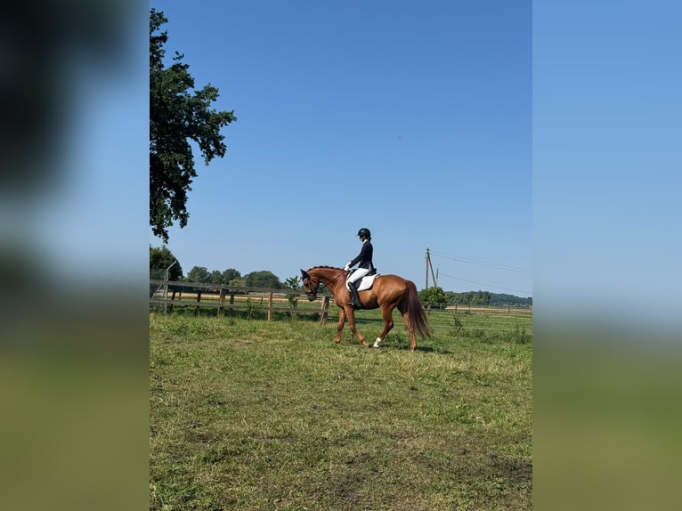 Caballo de deporte alemán Caballo castrado 11 años 168 cm Alazán in Karlsfeld