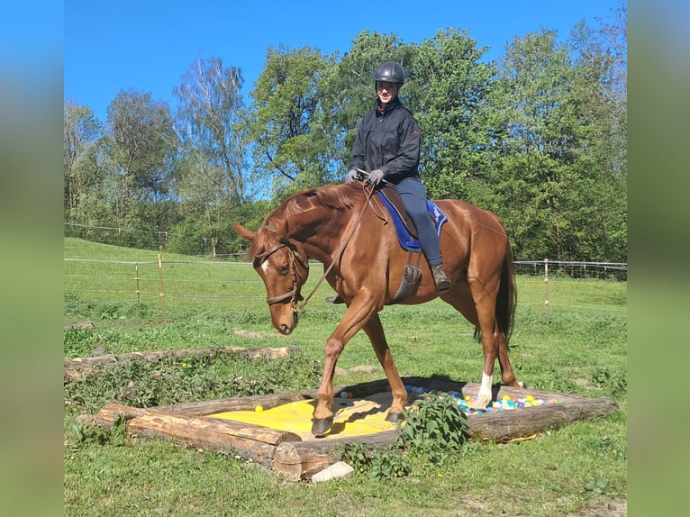 Caballo de deporte alemán Caballo castrado 11 años 168 cm Alazán in Bayerbach