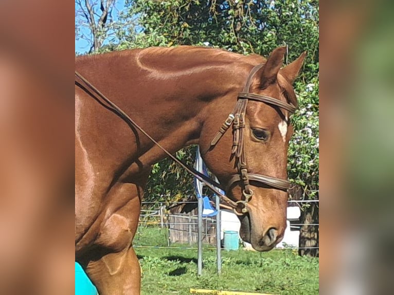 Caballo de deporte alemán Caballo castrado 11 años 168 cm Alazán in Bayerbach