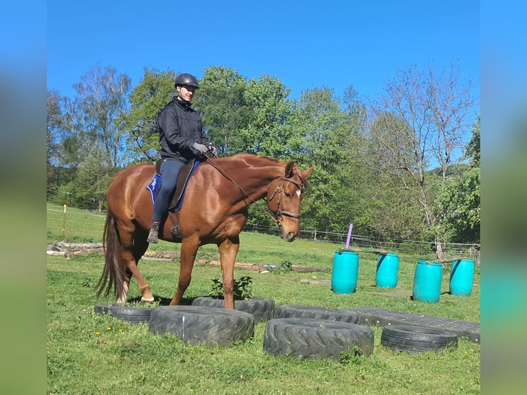 Caballo de deporte alemán Caballo castrado 11 años 168 cm Alazán in Bayerbach