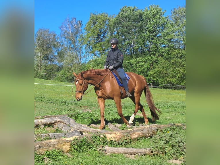 Caballo de deporte alemán Caballo castrado 11 años 168 cm Alazán in Bayerbach