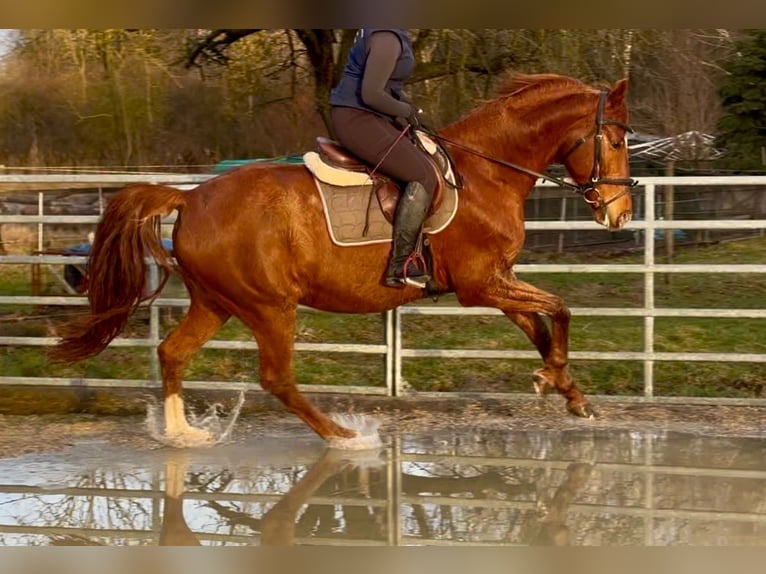 Caballo de deporte alemán Caballo castrado 11 años 168 cm Alazán in Bayerbach