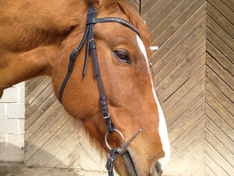 Caballo de deporte alemán Caballo castrado 11 años 168 cm Alazán in Ungenach