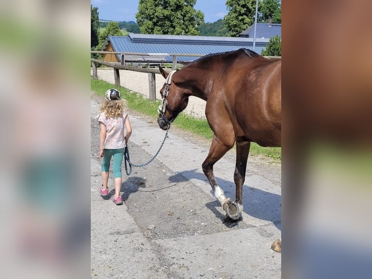 Caballo de deporte alemán Caballo castrado 11 años 168 cm Castaño in Lengenfeld
