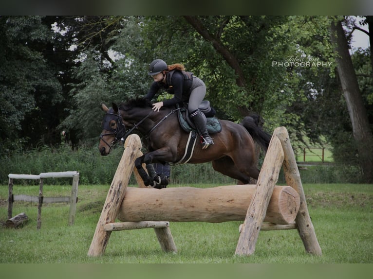 Caballo de deporte alemán Caballo castrado 11 años 168 cm Castaño oscuro in Jößnitz