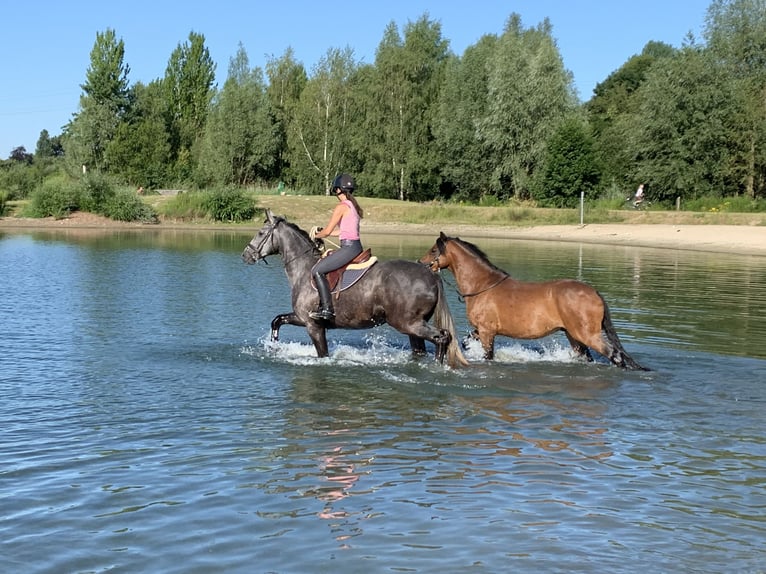 Caballo de deporte alemán Caballo castrado 11 años 168 cm Tordo picazo in Bockenem