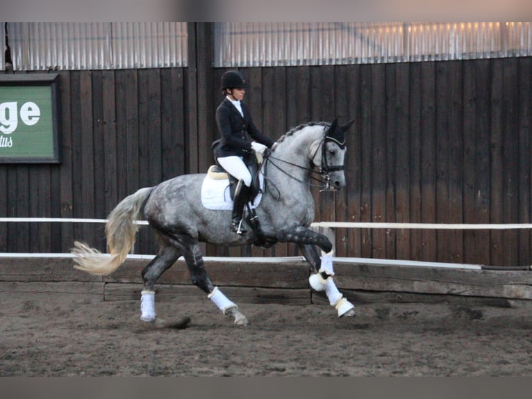Caballo de deporte alemán Caballo castrado 11 años 168 cm Tordo picazo in Bockenem