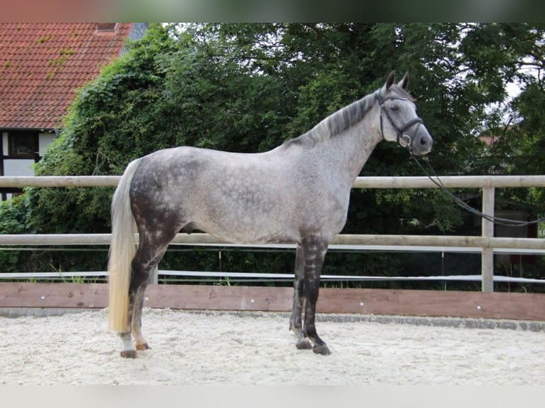 Caballo de deporte alemán Caballo castrado 11 años 168 cm Tordo picazo in Bockenem