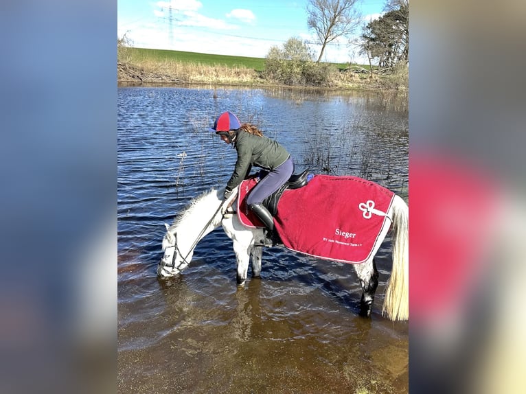 Caballo de deporte alemán Caballo castrado 11 años 169 cm in HönowNeuenhagen