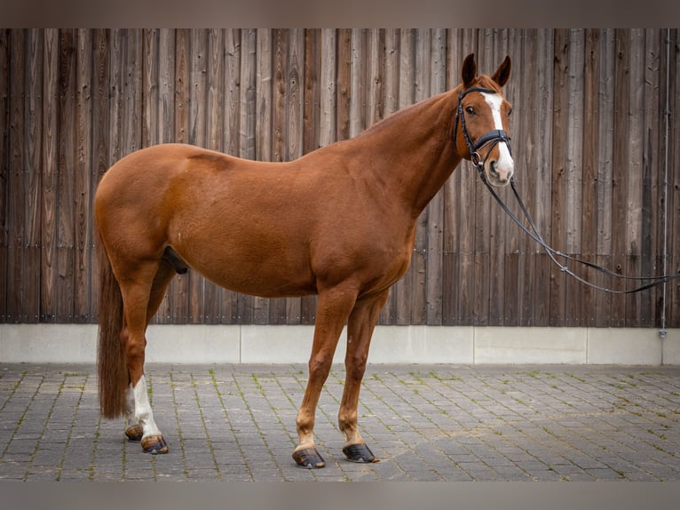 Caballo de deporte alemán Caballo castrado 11 años 170 cm Alazán in Stahnsdorf