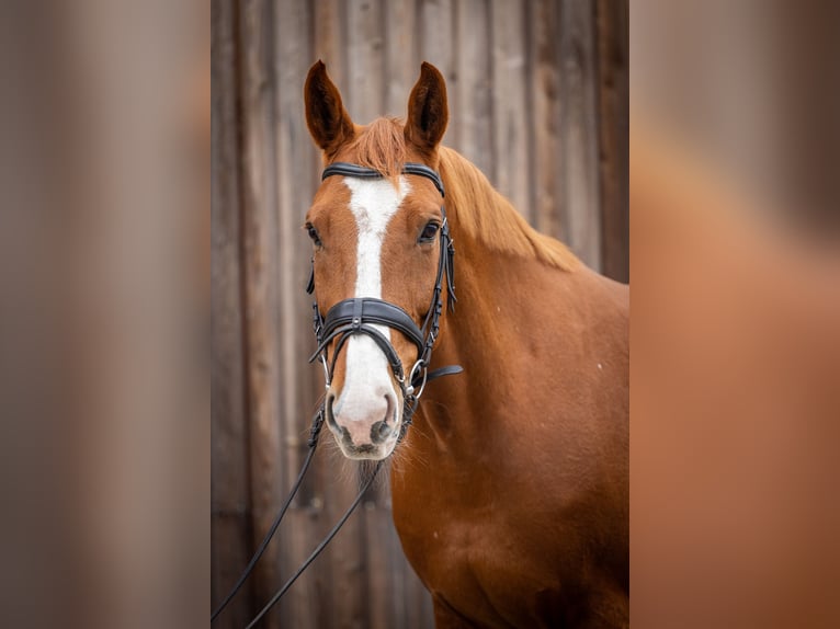 Caballo de deporte alemán Caballo castrado 11 años 170 cm Alazán in Stahnsdorf