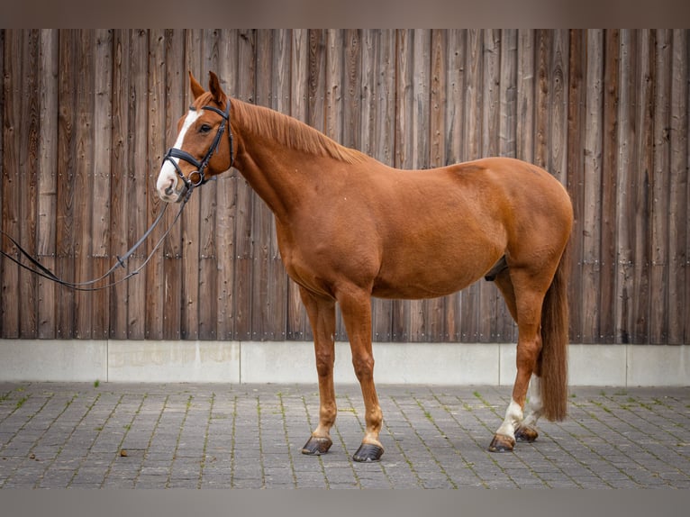 Caballo de deporte alemán Caballo castrado 11 años 170 cm Alazán in Stahnsdorf