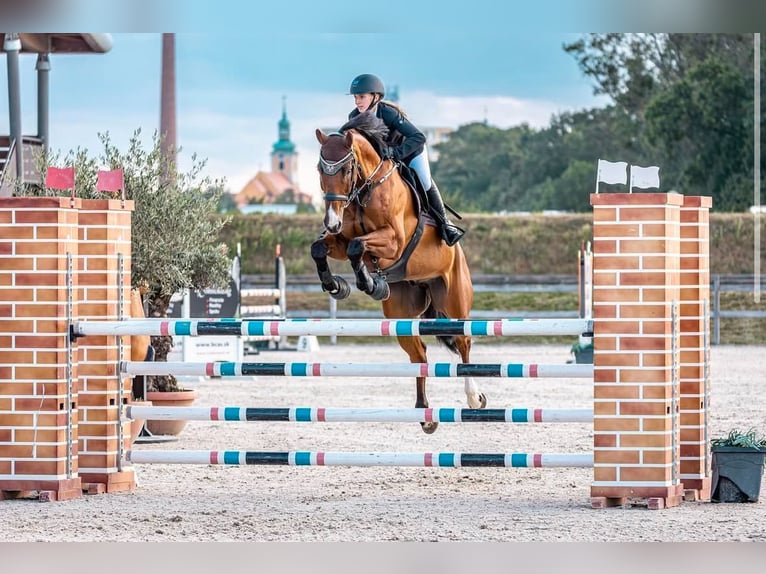 Caballo de deporte alemán Caballo castrado 11 años 170 cm Castaño in Loßburg