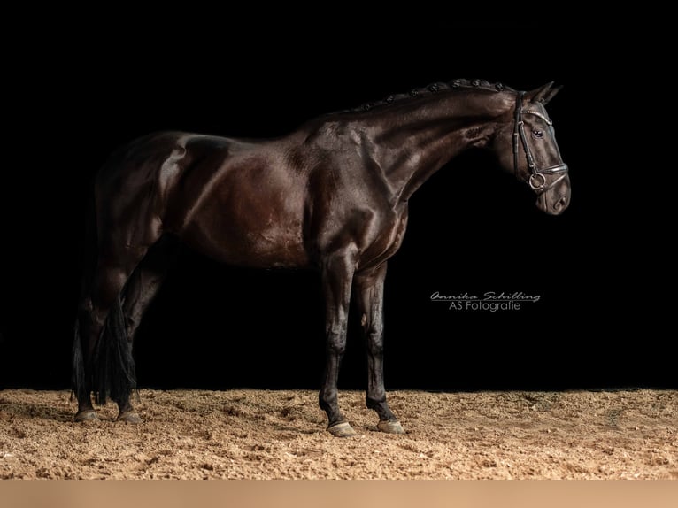 Caballo de deporte alemán Caballo castrado 11 años 170 cm Negro in Herrenberg