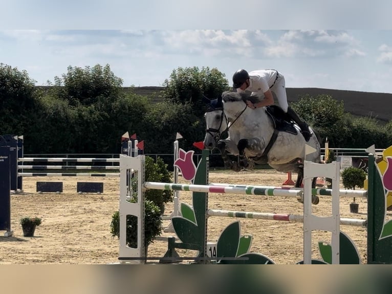 Caballo de deporte alemán Caballo castrado 11 años 170 cm Tordo in Langenselbold