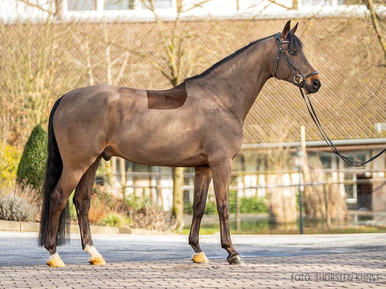 Caballo de deporte alemán Caballo castrado 11 años 171 cm Castaño in Verden