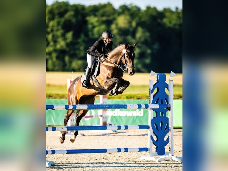 Caballo de deporte alemán Caballo castrado 11 años 171 cm Castaño rojizo in Ludów śląski