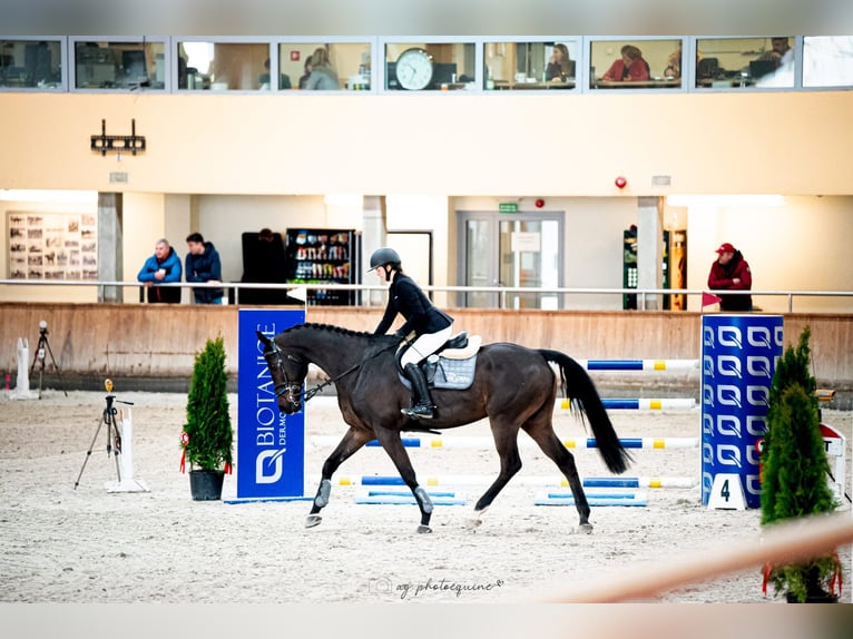 Caballo de deporte alemán Caballo castrado 11 años 171 cm Castaño rojizo in Ludów śląski