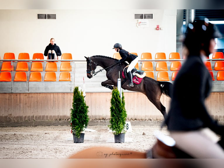 Caballo de deporte alemán Caballo castrado 11 años 171 cm Castaño rojizo in Ludów śląski