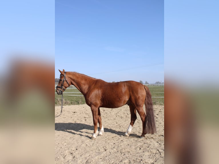 Caballo de deporte alemán Caballo castrado 11 años 172 cm Alazán in Kupferzell