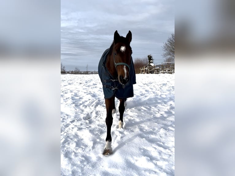 Caballo de deporte alemán Caballo castrado 11 años 172 cm Castaño in Holzkirchen