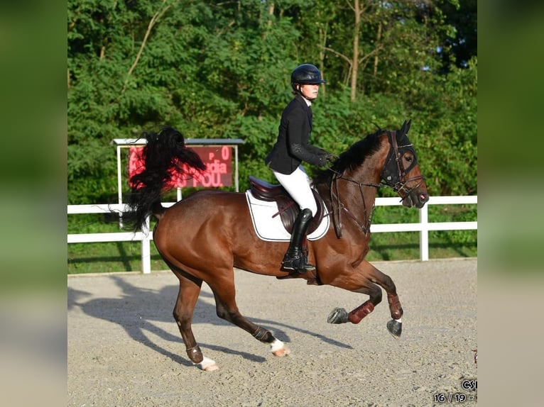 Caballo de deporte alemán Caballo castrado 11 años 172 cm Castaño oscuro in istanbul