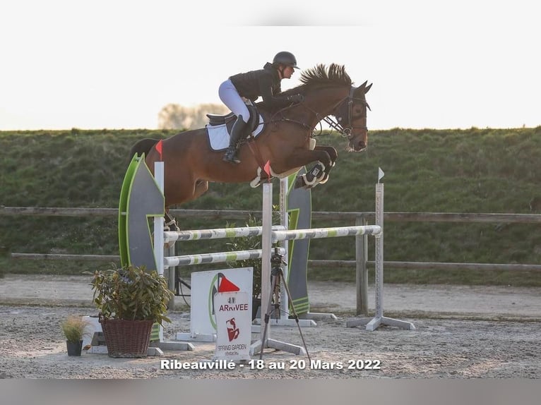 Caballo de deporte alemán Caballo castrado 11 años 172 cm Castaño oscuro in istanbul