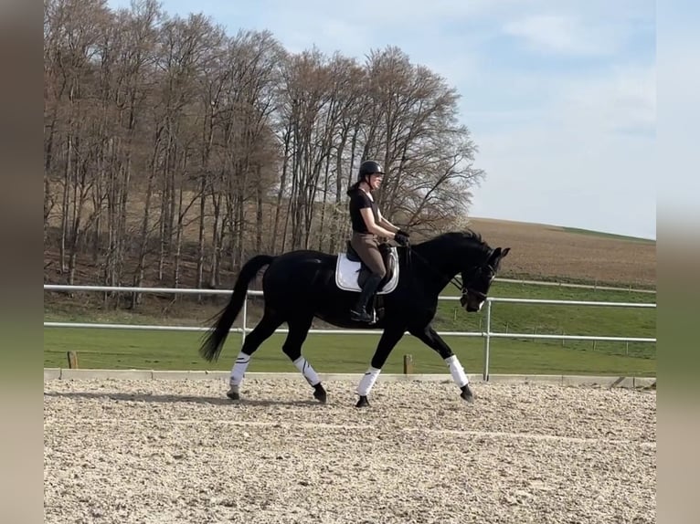 Caballo de deporte alemán Caballo castrado 11 años 172 cm Negro in Bad Schussenried