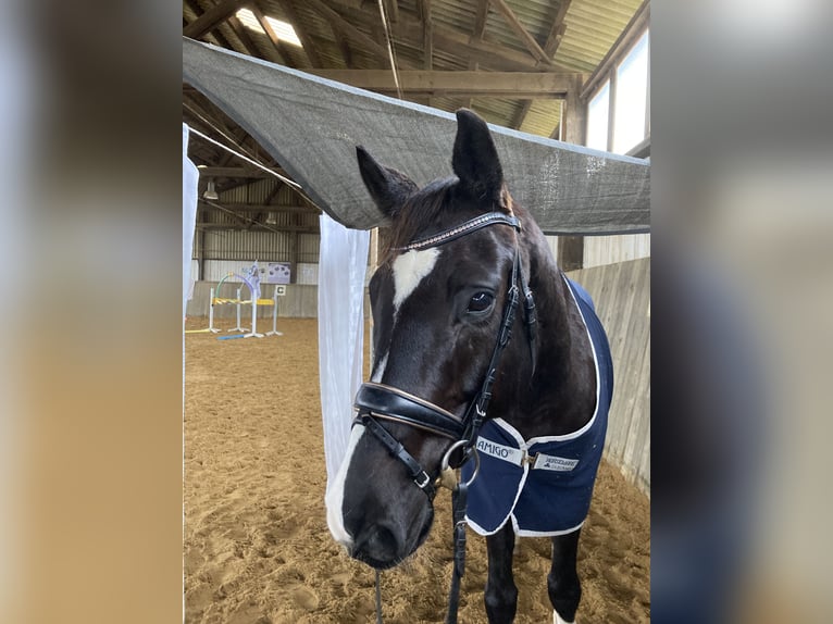 Caballo de deporte alemán Caballo castrado 11 años 172 cm Negro in Bissingen