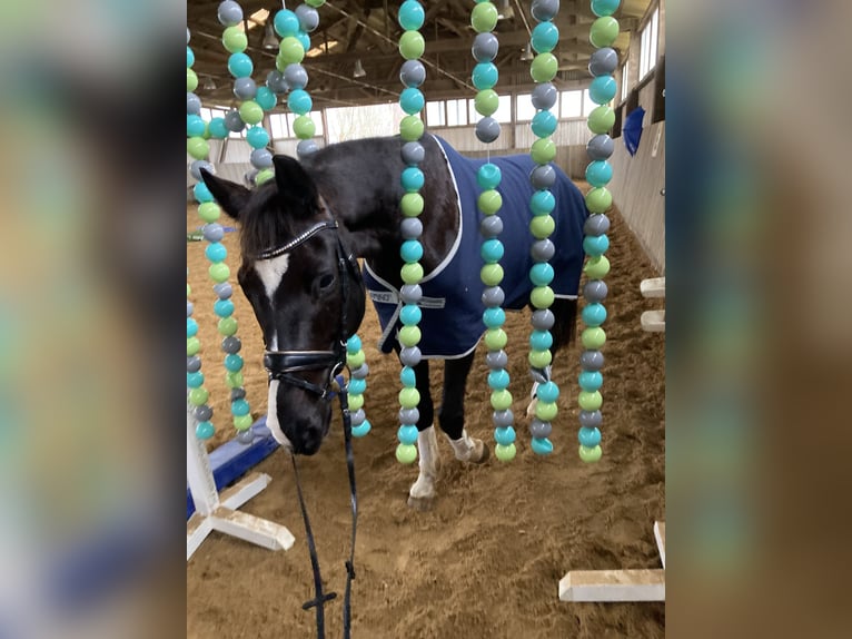 Caballo de deporte alemán Caballo castrado 11 años 172 cm Negro in Bissingen