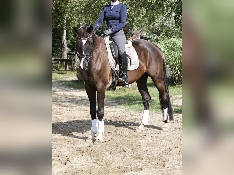 Caballo de deporte alemán Caballo castrado 11 años 172 cm Negro in Bissingen