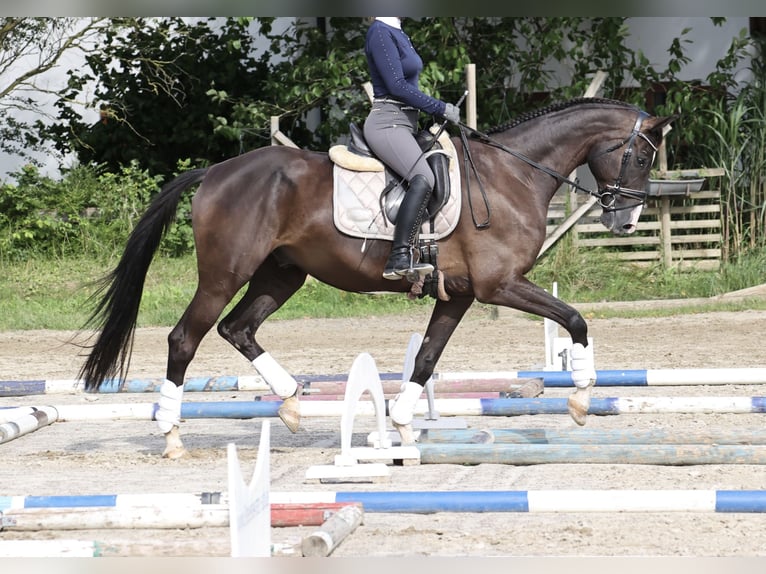 Caballo de deporte alemán Caballo castrado 11 años 172 cm Negro in Bissingen