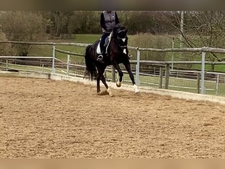 Caballo de deporte alemán Caballo castrado 11 años 172 cm Negro in Bissingen