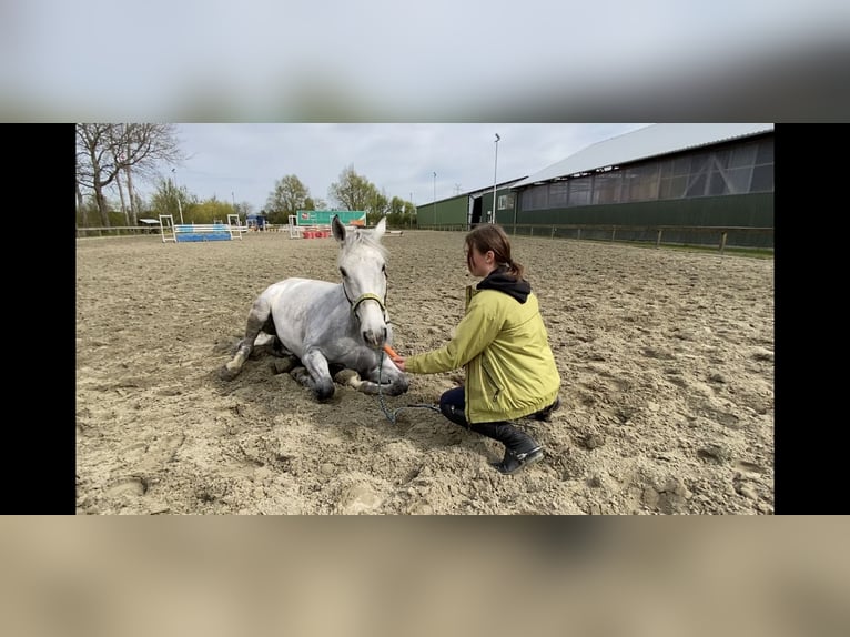 Caballo de deporte alemán Caballo castrado 11 años 172 cm Tordo in Süderlügum