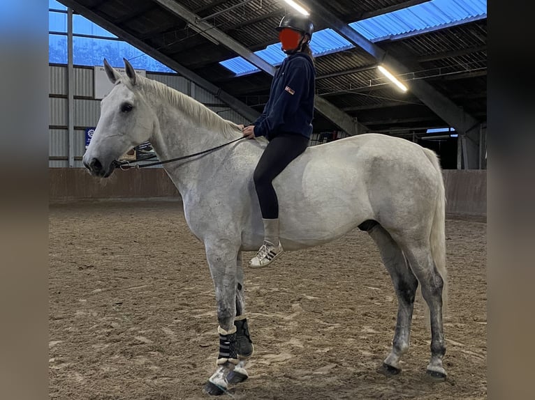 Caballo de deporte alemán Caballo castrado 11 años 172 cm Tordo in Süderlügum