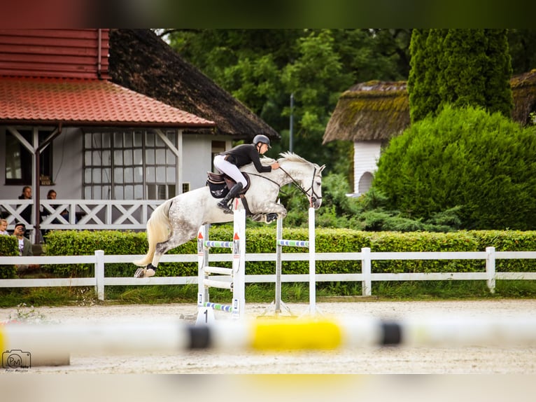 Caballo de deporte alemán Caballo castrado 11 años 172 cm Tordo in Warszawa