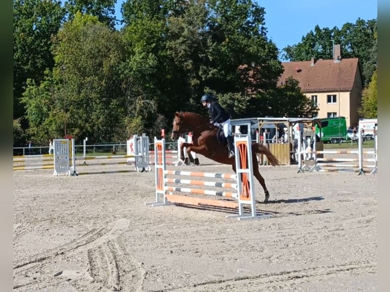 Caballo de deporte alemán Caballo castrado 11 años 173 cm Alazán in Wollbach