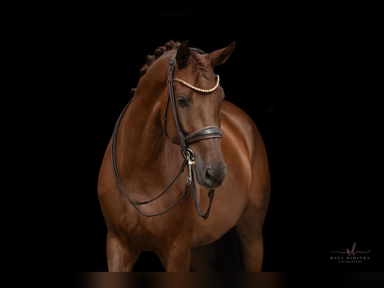 Caballo de deporte alemán Caballo castrado 11 años 173 cm Alazán-tostado in Wehringen