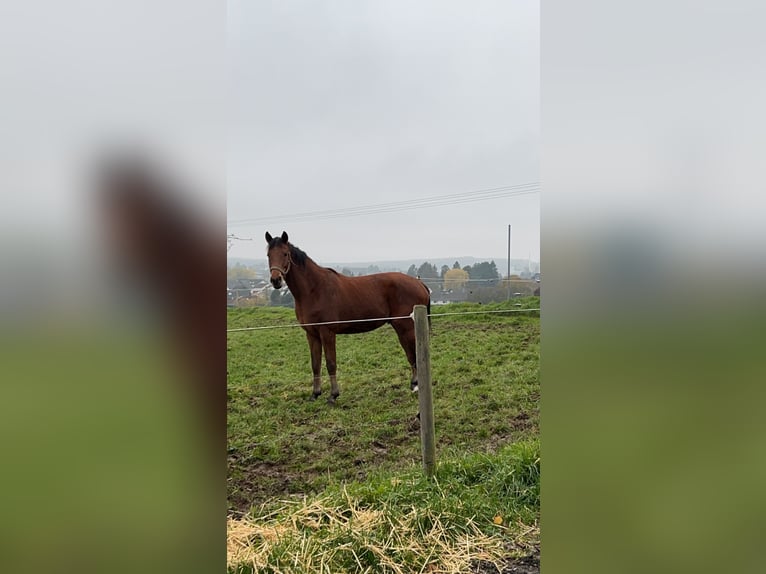 Caballo de deporte alemán Caballo castrado 11 años 173 cm in Wassenach