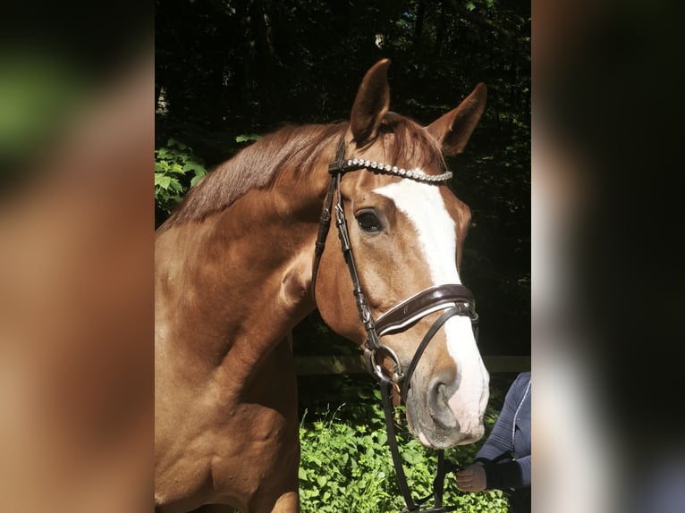 Caballo de deporte alemán Caballo castrado 11 años 174 cm Alazán in Braunschweig