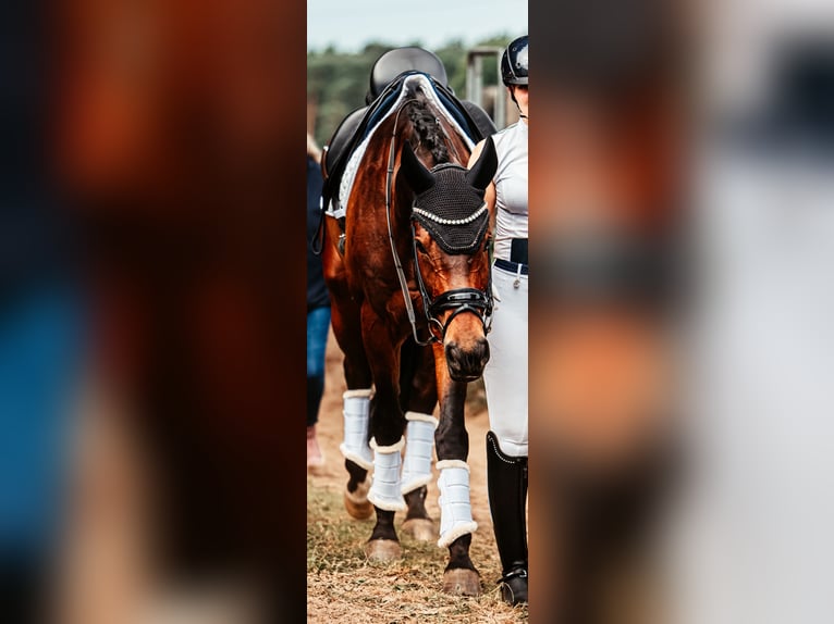 Caballo de deporte alemán Caballo castrado 11 años 174 cm Castaño oscuro in Rehden