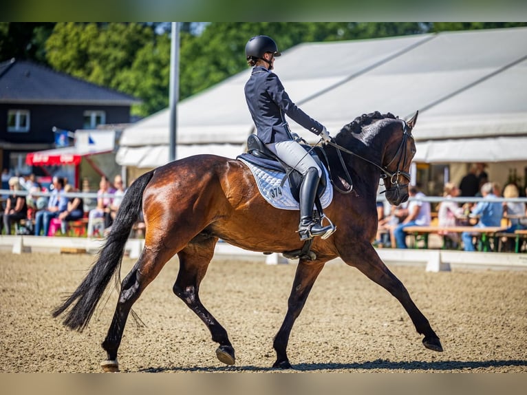 Caballo de deporte alemán Caballo castrado 11 años 174 cm Castaño oscuro in Rehden
