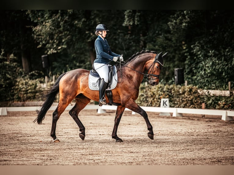 Caballo de deporte alemán Caballo castrado 11 años 174 cm Castaño oscuro in Rehden