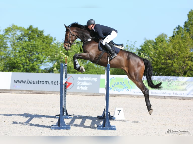 Caballo de deporte alemán Caballo castrado 11 años 174 cm Castaño oscuro in Cremlingen