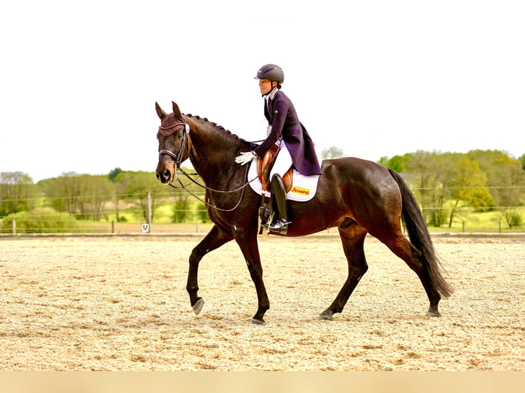 Caballo de deporte alemán Caballo castrado 11 años 174 cm Morcillo in Westerkappeln