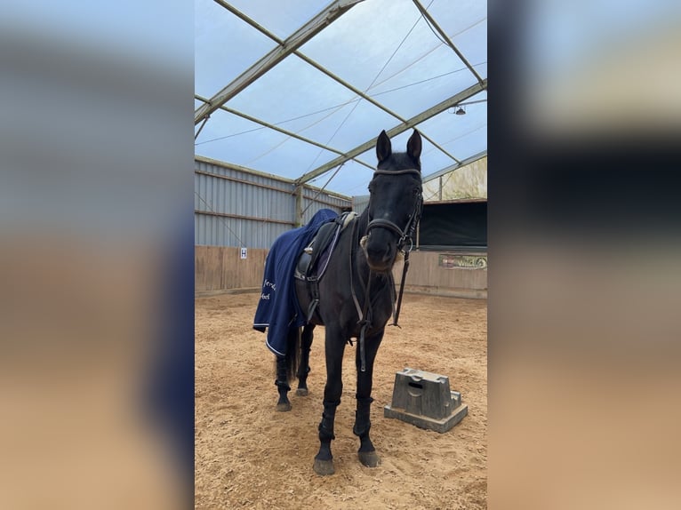 Caballo de deporte alemán Caballo castrado 11 años 174 cm Negro in Beckingen