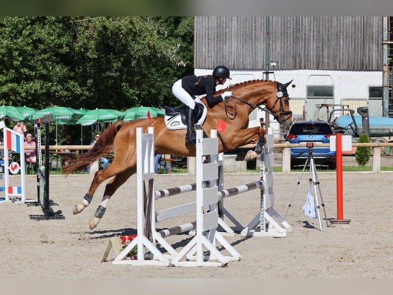 Caballo de deporte alemán Caballo castrado 11 años 175 cm Alazán in Inzlingen