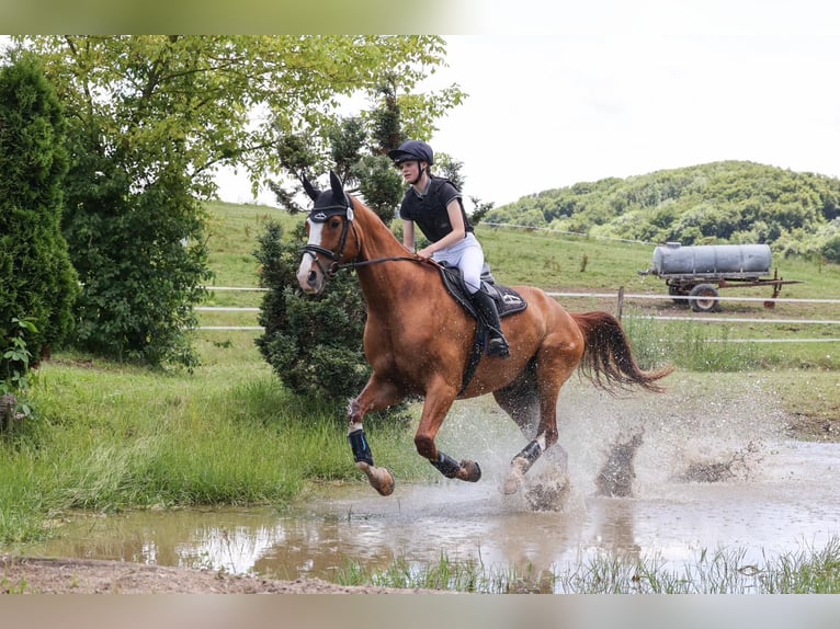 Caballo de deporte alemán Caballo castrado 11 años 175 cm Alazán in Inzlingen